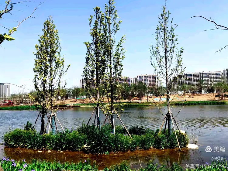 张村河生态公园的春色